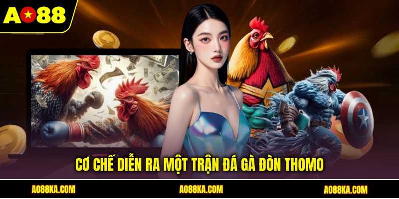 Cơ chế diễn ra một trận đá gà đòn Thomo